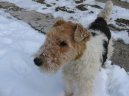 Photo: Fox terrier wire (Dog standard)