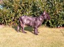 Photos: French bulldog (Dog standard) (pictures, images)