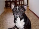 Photos: French bulldog (Dog standard) (pictures, images)