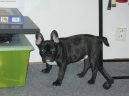 Photos: French bulldog (Dog standard) (pictures, images)