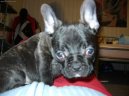 Photos: French bulldog (Dog standard) (pictures, images)