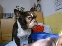 Photos: French bulldog (Dog standard) (pictures, images)