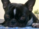 Photos: French bulldog (Dog standard) (pictures, images)