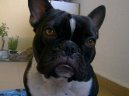 Photos: French bulldog (Dog standard) (pictures, images)