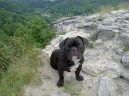 Photos: French bulldog (Dog standard) (pictures, images)