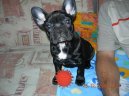 Photos: French bulldog (Dog standard) (pictures, images)