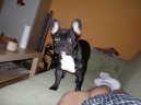 Photos: French bulldog (Dog standard) (pictures, images)