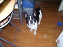 Photos: French bulldog (Dog standard) (pictures, images)