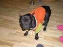 Photos: French bulldog (Dog standard) (pictures, images)