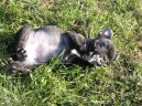 Photos: French bulldog (Dog standard) (pictures, images)
