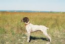 Photo: French pointing dog pyrenean type (Dog standard)