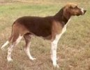 Photo: French tricolour hound (Dog standard)