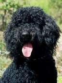 Photos: French water dog (Dog standard) (pictures, images)