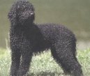 Photos: French water dog (Dog standard) (pictures, images)