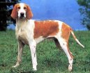 Photo: French white and orange hound (Dog standard)