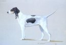 Photos: Gascon saintongeois great (Dog standard) (pictures, images)