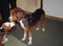 Photo: German hound (Dog standard)