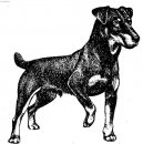 Photo: German hunting terrier (Dog standard)