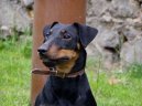 Photo: German hunting terrier (Dog standard)