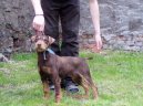 Photo: German hunting terrier (Dog standard)
