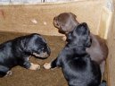 Photo: German hunting terrier (Dog standard)