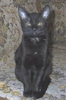Photo: German rex (Cat)