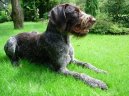 Photos: German roughhaired pointing dog (Dog standard) (pictures, images)