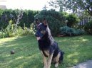 Photos: German shepherd dog (Dog standard) (pictures, images)