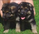 Photos: German shepherd dog (Dog standard) (pictures, images)