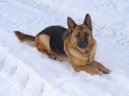 Photos: German shepherd dog (Dog standard) (pictures, images)