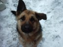 Photos: German shepherd dog (Dog standard) (pictures, images)