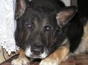Photos: German shepherd dog (Dog standard) (pictures, images)