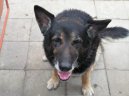 Photos: German shepherd dog (Dog standard) (pictures, images)