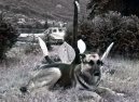 Photos: German shepherd dog (Dog standard) (pictures, images)
