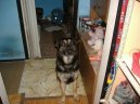 Photos: German shepherd dog (Dog standard) (pictures, images)