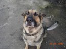 Photos: German shepherd dog (Dog standard) (pictures, images)