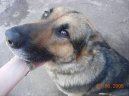 Photos: German shepherd dog (Dog standard) (pictures, images)