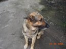 Photos: German shepherd dog (Dog standard) (pictures, images)