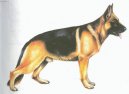 Photos: German shepherd dog (Dog standard) (pictures, images)
