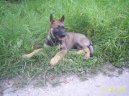 Photos: German shepherd dog (Dog standard) (pictures, images)