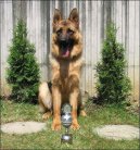 Photos: German shepherd dog (Dog standard) (pictures, images)