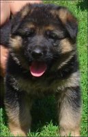 Photos: German shepherd dog (Dog standard) (pictures, images)