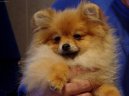 Photo: German spitz - pomeranian (Dog standard)