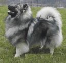 Photos: German spitz-wolfsspitz, keeshound (Dog standard) (pictures, images)