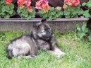 Photos: German spitz-wolfsspitz, keeshound (Dog standard) (pictures, images)