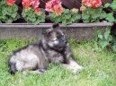 Photo: German spitz-wolfsspitz, keeshound (Dog standard)