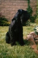 Photos: Giant schnauzer (Dog standard) (pictures, images)