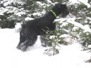 Photos: Giant schnauzer (Dog standard) (pictures, images)