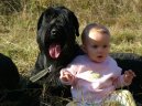 Photo: Giant schnauzer (Dog standard)