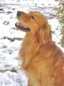 Photos: Golden retriever (Dog standard) (pictures, images)